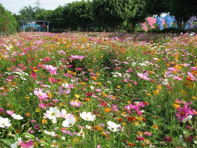 進口野花組合種子播種幾天發(fā)芽多久開花？