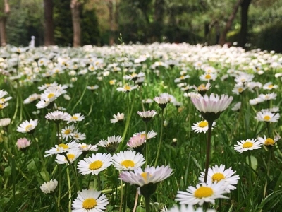 雛菊幾天發(fā)芽多久開花？