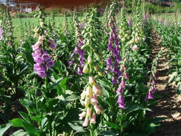 毛地黃種子發(fā)芽出苗開(kāi)花圖片