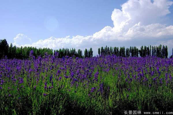 薰衣草種子發(fā)芽出苗開(kāi)花圖片