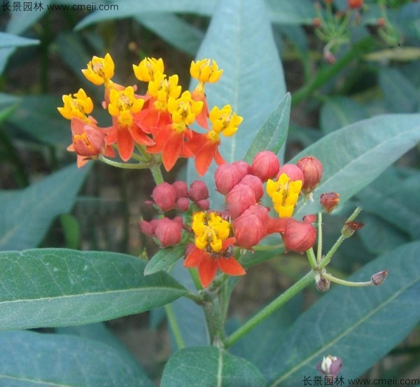 馬利筋種子發(fā)芽出苗開(kāi)花圖片