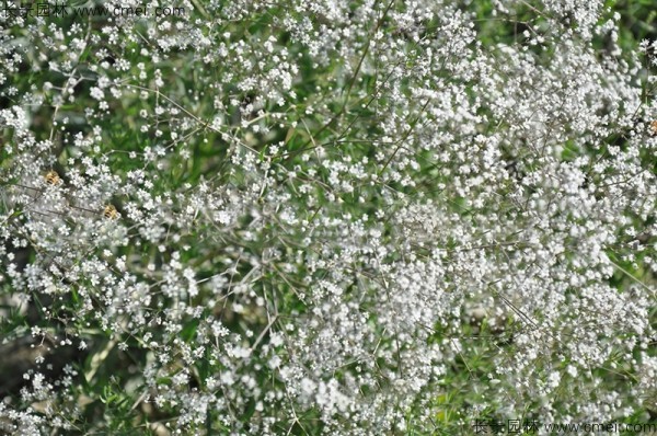 滿天星植物開(kāi)花圖片