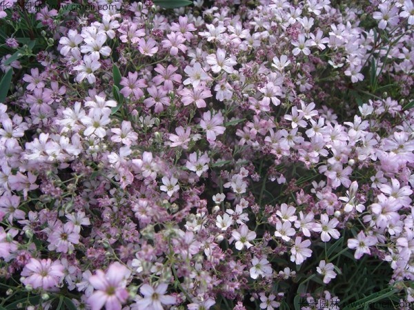 滿天星植物開(kāi)花圖片