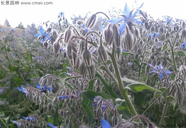 琉璃苣種子發(fā)芽出苗開花圖片