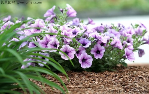 牽牛花種子發(fā)芽出苗開花圖片