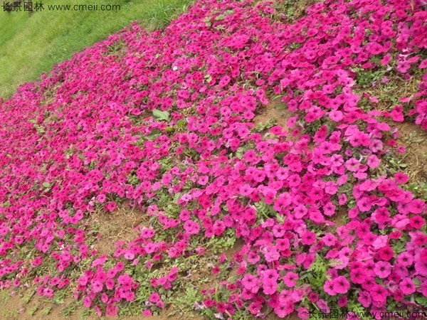 牽?；ǚN子發(fā)芽出苗開花圖片