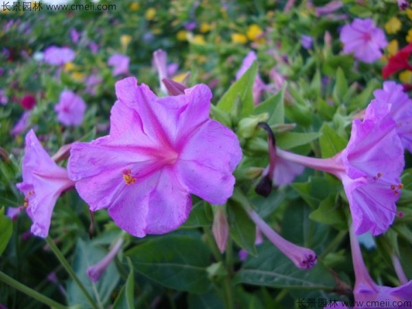 紫茉莉種子發(fā)芽出苗開(kāi)花圖片