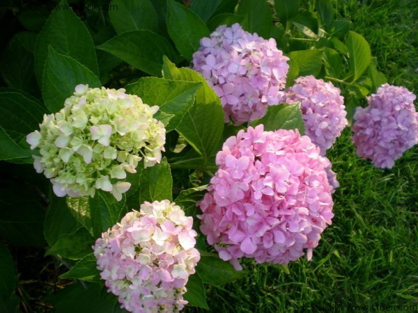 繡球花種子發(fā)芽出苗開花圖片