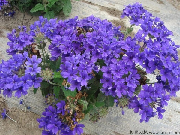 美女櫻種子發(fā)芽出苗開花圖片