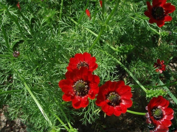 茼蒿菊種子發(fā)芽出苗開(kāi)花圖片