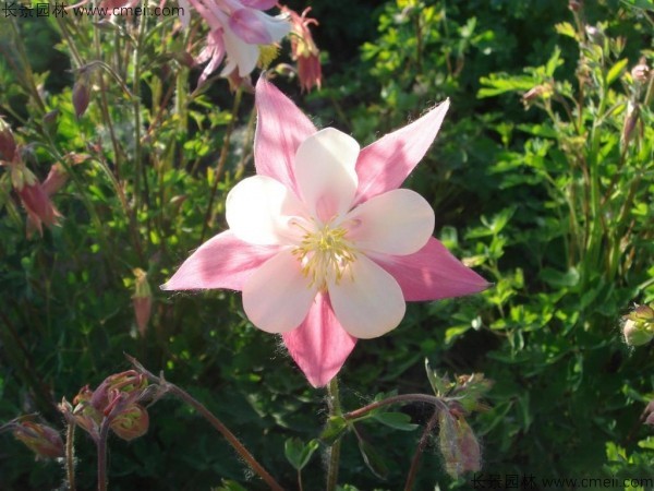 耬斗菜種子發(fā)芽出苗開(kāi)花圖片