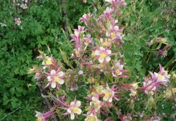 耬斗菜種子發(fā)芽出苗開花圖片