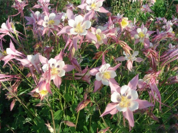 耬斗菜種子發(fā)芽出苗開(kāi)花圖片