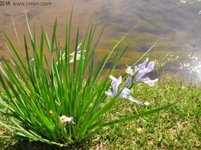 馬蘭花一般什么時(shí)候開花？