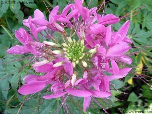 醉蝶花種子發(fā)芽出苗開(kāi)花圖片