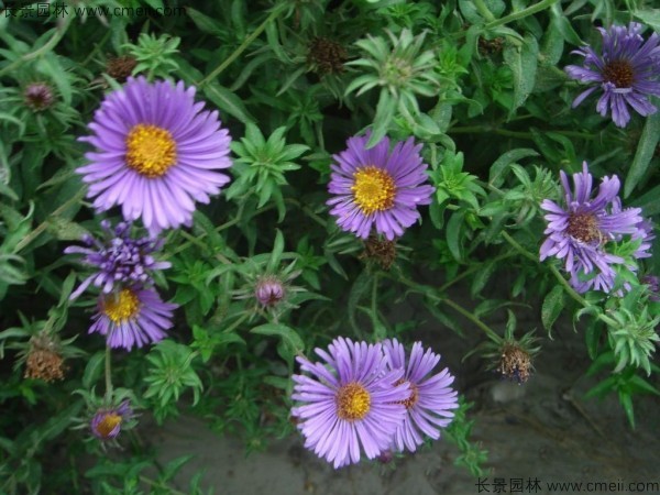 除蟲菊種子發(fā)芽出苗開花圖片