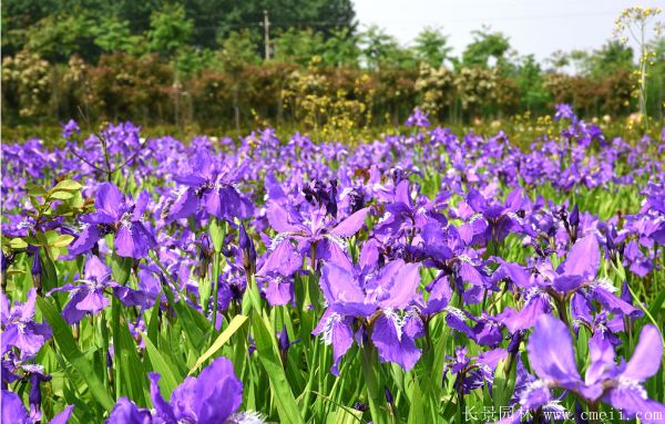 藍(lán)花鳶尾基地實(shí)拍圖片