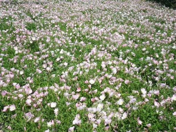 美麗月見草種子發(fā)芽出苗開花圖片