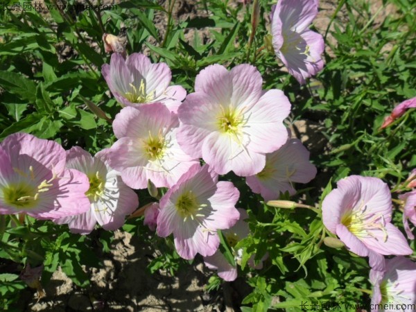 美麗月見草種子發(fā)芽出苗開花圖片