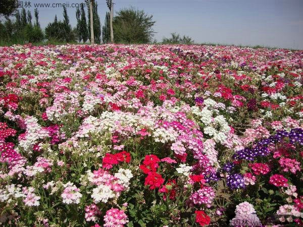 常夏石竹開(kāi)花圖片