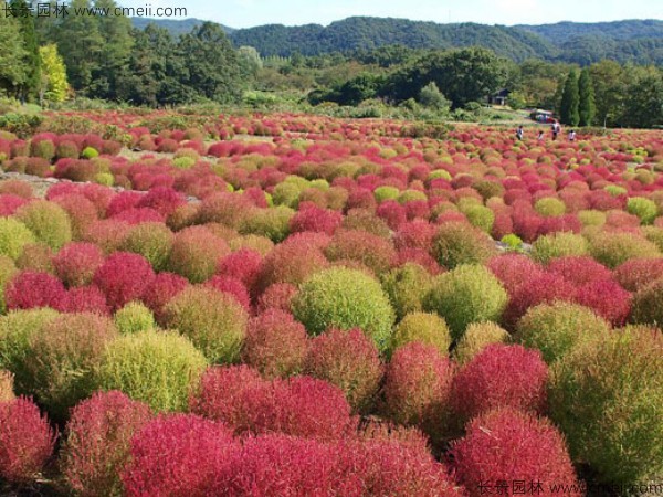 紅葉地膚種子發(fā)芽出苗圖片