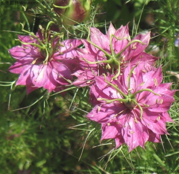 黑種草種子發(fā)芽出苗開(kāi)花圖片