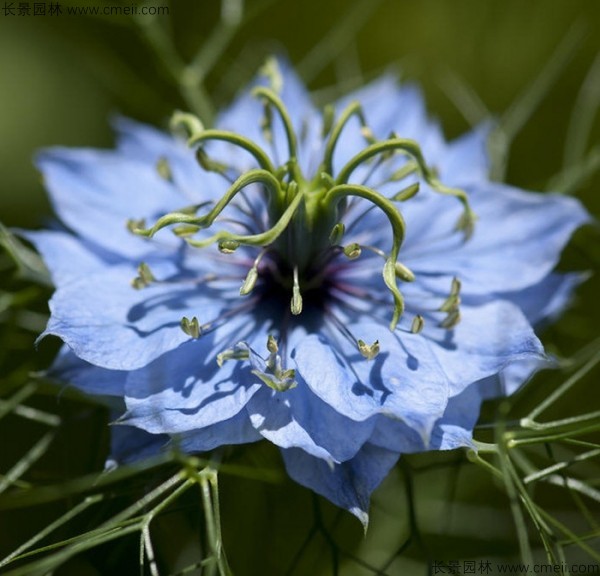 黑種草種子發(fā)芽出苗開花圖片