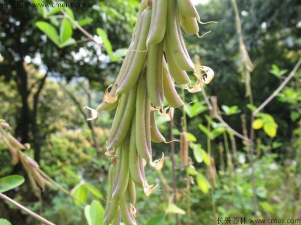 豬屎豆種子發(fā)芽出苗圖片