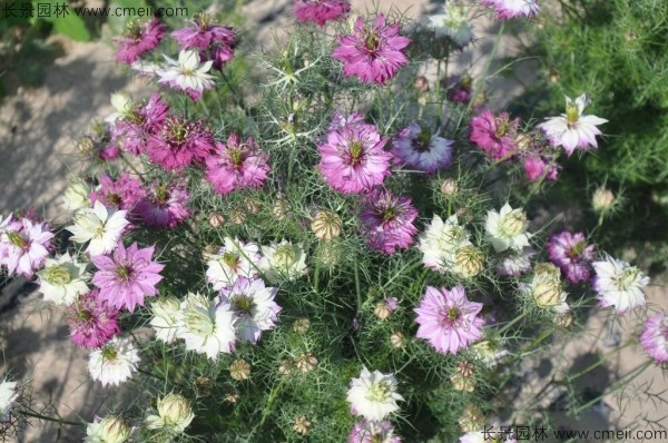 波斯寶石種子發(fā)芽出苗開花圖片