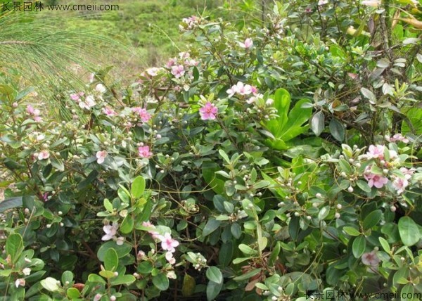 桃金娘種子發(fā)芽出苗圖片