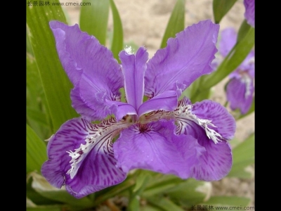 藍(lán)花鳶尾什么時(shí)候播種最好？