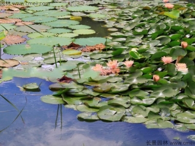 睡蓮的花語(yǔ)是什么？