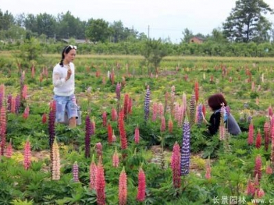 魯冰花種子多少錢一斤？