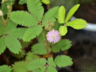 含羞草播種后多久開(kāi)花？