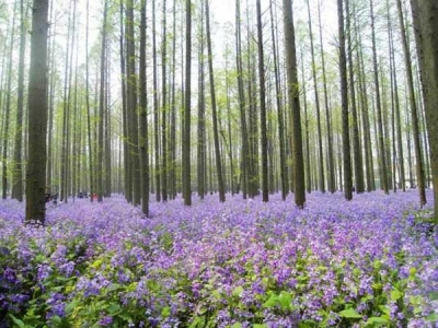 二月蘭的花語(yǔ)和傳說(shuō)故事