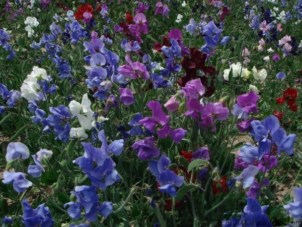 香豌豆種子發(fā)芽出苗開花圖片