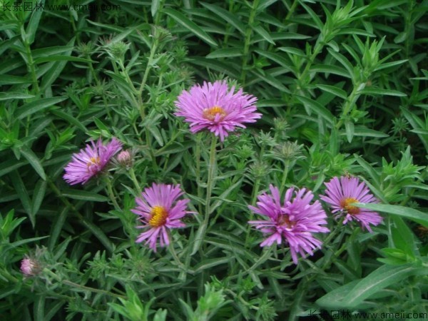 除蟲菊種子發(fā)芽出苗開花圖片