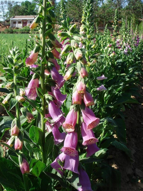 毛地黃種子發(fā)芽出苗開(kāi)花圖片