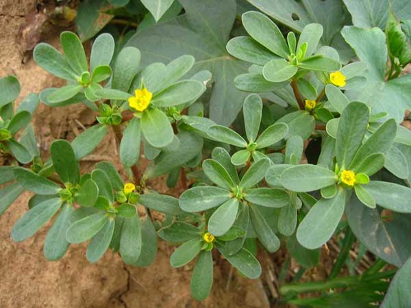 馬齒莧種子發(fā)芽出苗開(kāi)花圖片