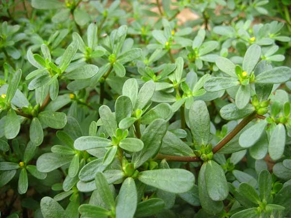 馬齒莧種子發(fā)芽出苗開(kāi)花圖片