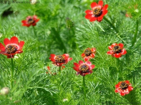 福壽花種子發(fā)芽出苗開(kāi)花圖片