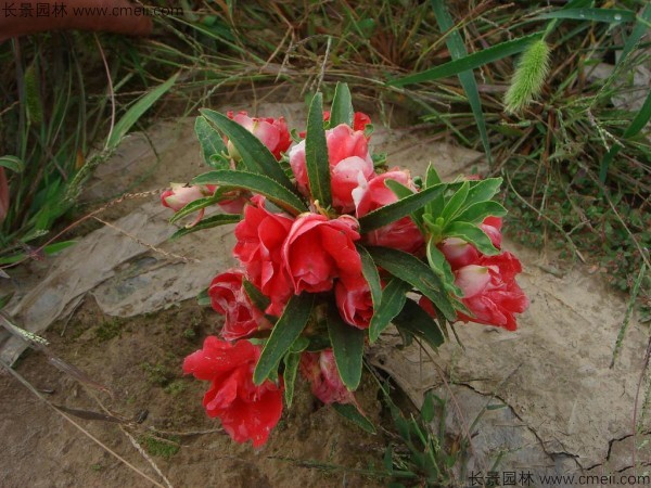 長春花種子發(fā)芽出苗開花圖片