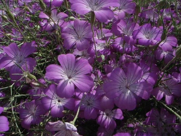 麥仙翁種子發(fā)芽出苗開花圖片