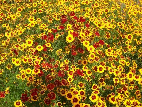 金雞菊種子發(fā)芽出苗開(kāi)花圖片