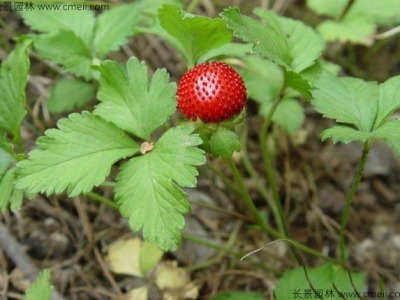 蛇莓種子幾天發(fā)芽？