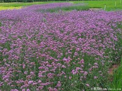 闊葉馬鞭草一畝地需要播種多少種子？