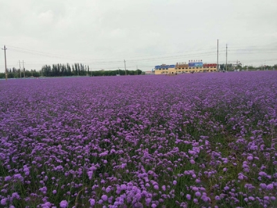 柳葉馬鞭草什么時(shí)候開花