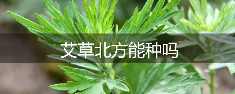 艾草北方能種嗎