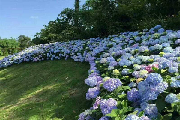 八仙花耐陰嗎？