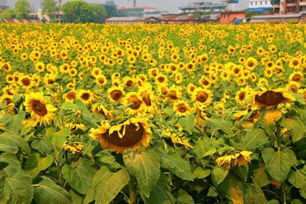 太陽花六月能播種嗎？